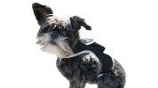 Rechargeable Mini GPS Realtime Pet Tracking Collars for Hunting Dogs Size:XXL