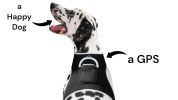 Rechargeable Mini GPS Realtime Pet Tracking Collars for Hunting Dogs Size:L